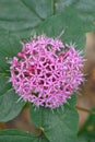 Rose glory bower Clerodendrum bungei, globose pink lilac inflorescence from above